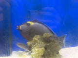 Naso Tang