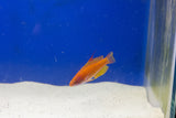 Flavianalis (Yellow Fin) Flasher Wrasse