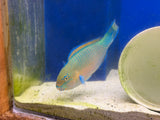 Quoyi Parrotfish