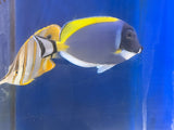 Powder Blue Tang