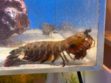 Peacock Mantis Shrimp