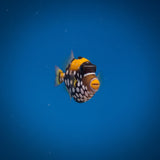 Clown Triggerfish