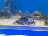 Green Emerald Crab