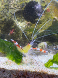 Banded Coral Shrimp