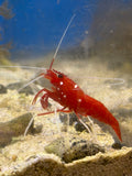Blood Red Shrimp