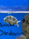Lettuce Nudibranch