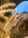 Chestnut Eyelash Blenny