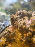 Arrow Crab