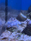 Harlequin Shrimp