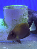 Maculiceps Tang