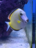 Powder Brown Tang