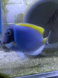Powder Blue Tang