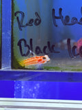 Yasha Shrimp Goby