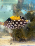 Clown Triggerfish
