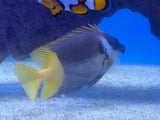 Bicolor Foxface