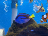 Blue Hippo Tang
