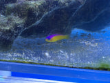 Purple Stripe (Diadema) Dottyback