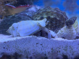 Fighting Conch