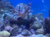 Blue Green Mandarin