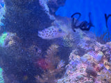 Leopard Toby Pufferfish