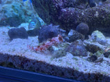Red Starry Scooter Blenny