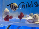 Gold Stripe Maroon Clownfish