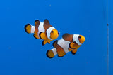 Black Ice Clownfish