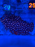 Mystique Zoanthids Coral