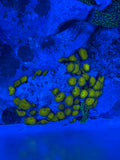 Nuclear Yellow Palythoa Coral