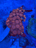 Magician Zoanthids Coral