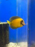 Chocolate (Mimic) Tang