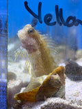 Chestnut Eyelash Blenny