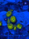 Nuclear Yellow Palythoa Coral
