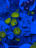 Nuclear Yellow Palythoa Coral