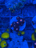 Mystique Zoanthids Coral