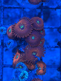 Magician Zoanthids Coral