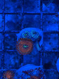 Magician Zoanthids Coral