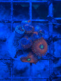Magician Zoanthids Coral