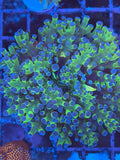 Blue Tip Green Frogspawn Coral