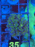 Blue Tip Green Frogspawn Coral