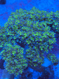 Blue Tip Green Frogspawn Coral