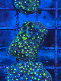 Neon Green Astreopora Coral