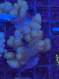 Green Sinularia Finger Leather Coral
