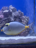 Naso Tang