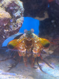 Peacock Mantis Shrimp