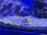 Gold Head Sleeper Goby