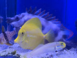 Yellow Tang