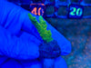 Green Acropora Tenuis