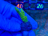 Green Acropora Tenuis