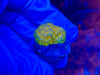 Yellow Eye Orange Montipora